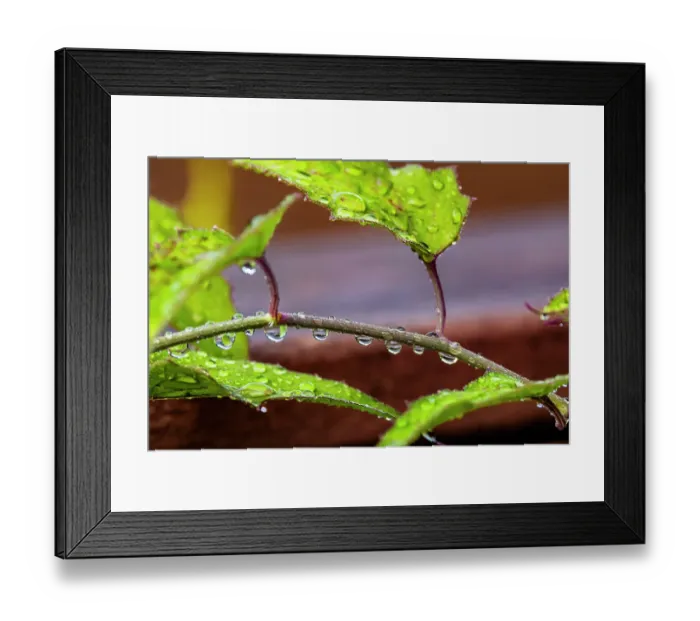 Framed Print : USA, Texas, Hidalgo County. Dew on leaves and stems