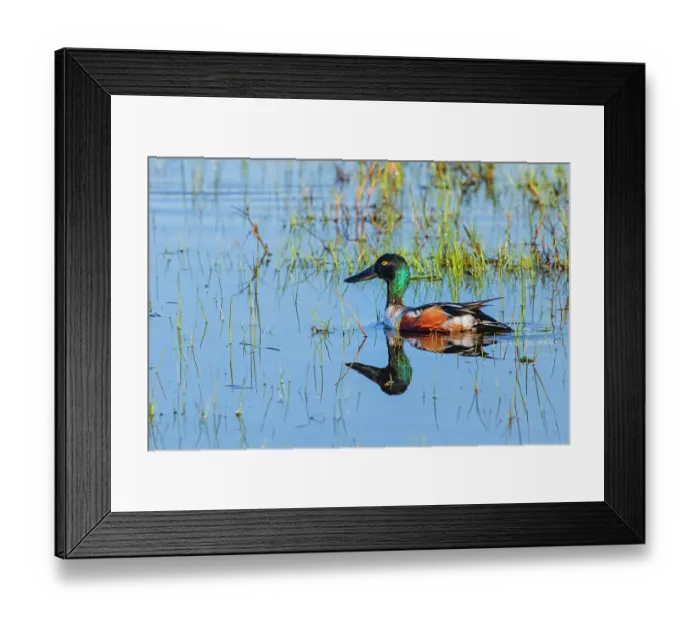 Framed Print : USA, Texas, Cameron County. Laguna Atascosa National Wildlife Refuge, northern shoveler male in shallow, freshwater habitat
