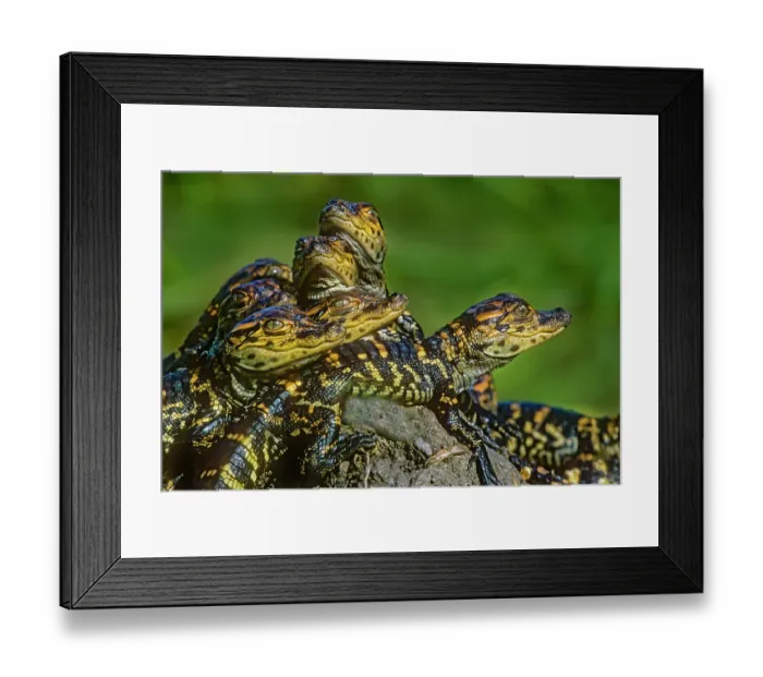 Framed Print : USA, Texas, Cameron County. Laguna Atascosa National Wildlife Refuge, American alligator young sunning
