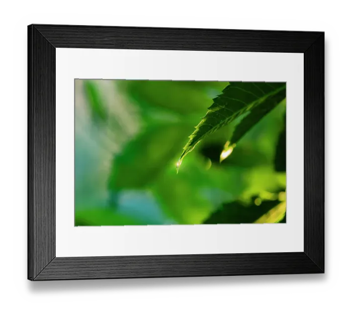 Framed Print : USA, Texas, Hidalgo County. Dew condensing on tree leaves