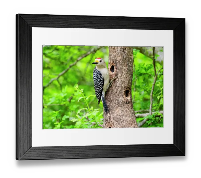 Framed Print : USA, Texas, Cameron County. Golden-fronted woodpecker foraging Framed Print : USA, Texas, Cameron County. Golden-fronted woodpecker foraging