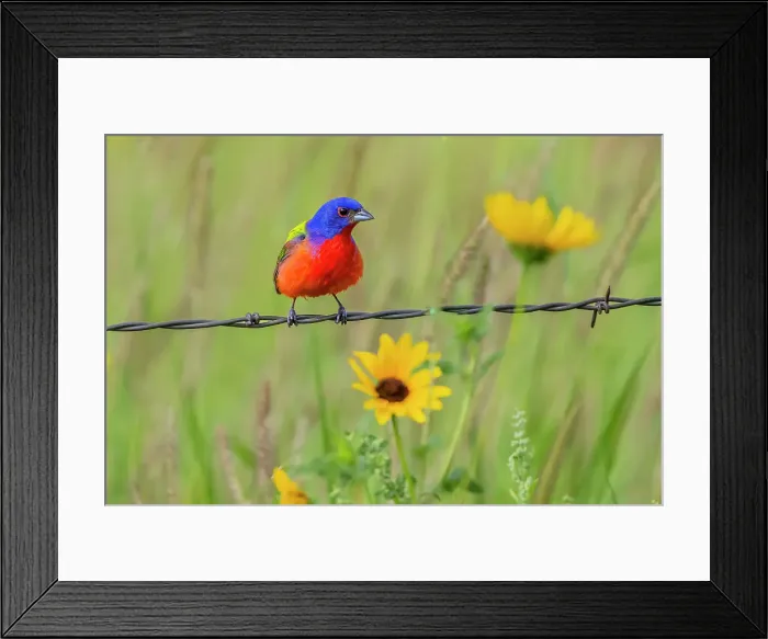 Framed Print : USA, Texas, Cameron County. Painted bunting perched on barbed wire fence Framed Print : USA, Texas, Cameron County. Painted bunting perched on barbed wire fence
