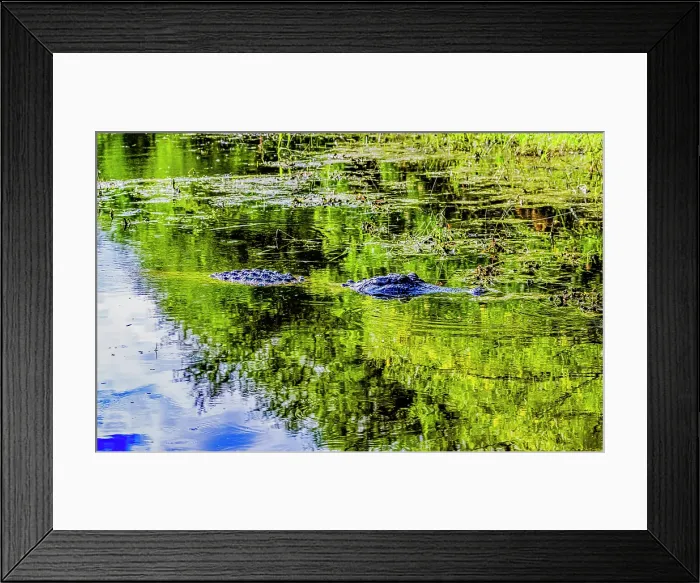 Framed Print : USA, Texas, Cameron County. Laguna Atascosa National Wildlife Refuge, American alligator floating Framed Print : USA, Texas, Cameron County. Laguna Atascosa National Wildlife Refuge, American alligator floating