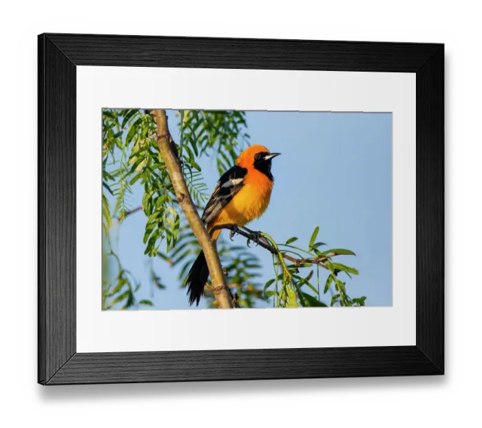 Framed Print : USA, Texas, Cameron County. Laguna Atascosa National Wildlife Refuge, hooded oriole perched in mesquite tree