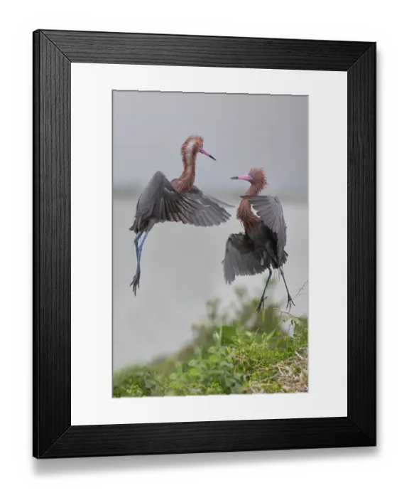 Framed Print : USA, Texas, Aransas County. Aransas Bay, reddish egret in nest territory dispute Framed Print : USA, Texas, Aransas County. Aransas Bay, reddish egret in nest territory dispute