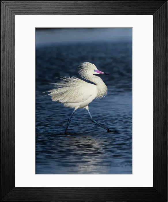 Framed Print : USA, Texas, Cameron County. South Padre Island, (white morph) reddish egret fishing on tidal flats
