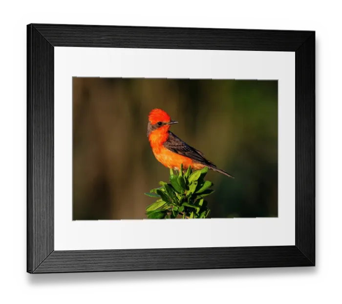 Framed Print : USA, Texas, Starr County. Vermilion flycatcher perched Framed Print : USA, Texas, Starr County. Vermilion flycatcher perched