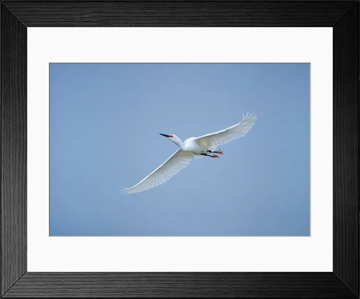 Framed Print : USA, Texas, Aransas County. Aransas Bay, snowy egret in flight
