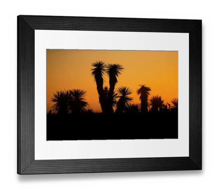 Framed Print : USA, Texas, Cameron County. Laguna Atascosa National Wildlife Refuge, yucca at dawn Framed Print : USA, Texas, Cameron County. Laguna Atascosa National Wildlife Refuge, yucca at dawn