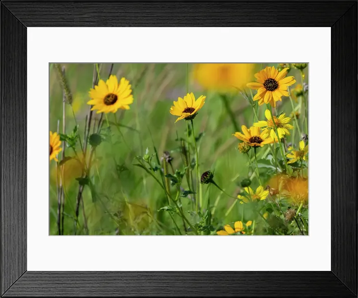 Framed Print : USA, Texas, Starr County. Sunflower in bloom Framed Print : USA, Texas, Starr County. Sunflower in bloom