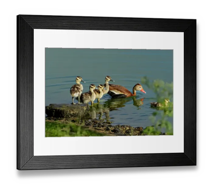 Framed Print : USA, Texas, Hidalgo County. Edinburg Scenic Wetlands and World Birding Center, black-bellied whistling duck family Framed Print : USA, Texas, Hidalgo County. Edinburg Scenic Wetlands and World Birding Center, black-bellied whistling duck family
