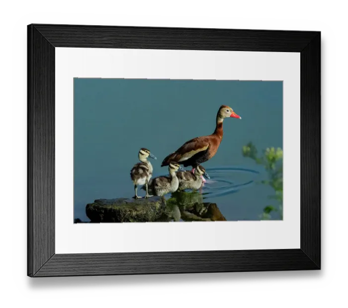 Framed Print : USA, Texas, Hidalgo County. Edinburg Scenic Wetlands and World Birding Center, black-bellied whistling ducking and brood Framed Print : USA, Texas, Hidalgo County. Edinburg Scenic Wetlands and World Birding Center, black-bellied whistling ducking and brood