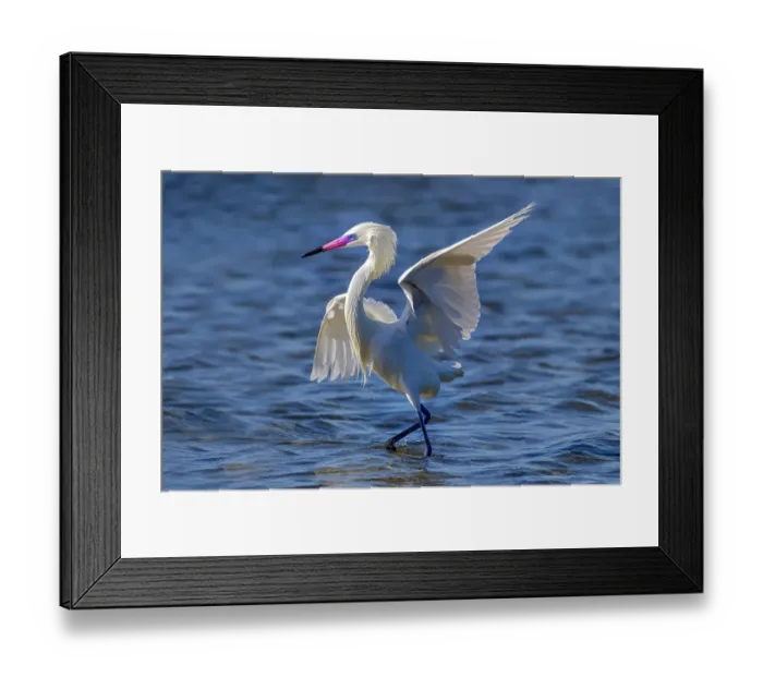 Framed Print : USA, Texas, Cameron County. South Padre Island, white morph, reddish egret chasing fish in the tidal flats