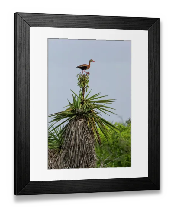 Framed Print : USA, Texas, Cameron County. Laguna Atascosa National Wildlife Refuge, black-bellied whistling duck perched on Spanish dagger (yucca)