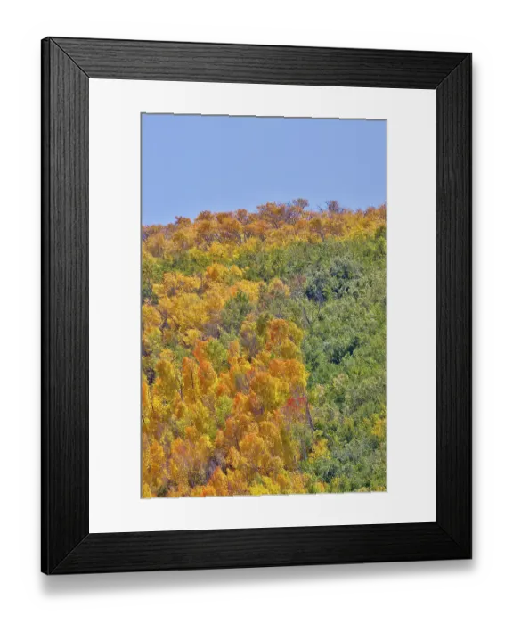 Framed Print : USA, Utah. Wasatch Mountains Aspen in fall color along Highway 39