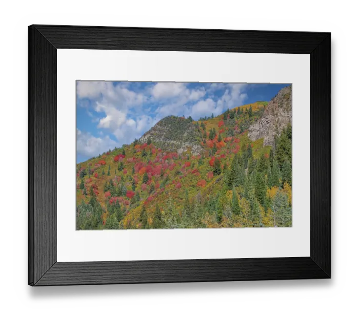Framed Print : USA, Utah. Aspen and maple in fall color on Wasatch Mountains hillsides along South Big Cottonwood Canyon Road