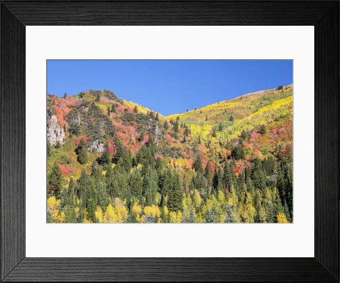 Framed Print : USA, Utah. Aspen and maple in fall color on Wasatch Mountains hillsides along South Big Cottonwood Canyon Road Framed Print : USA, Utah. Aspen and maple in fall color on Wasatch Mountains hillsides along South Big Cottonwood Canyon Road