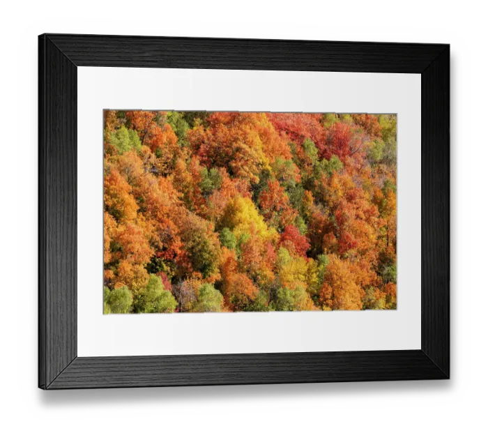 Framed Print : USA, Utah. Wasatch Mountains maple in fall color along Highway 39 Framed Print : USA, Utah. Wasatch Mountains maple in fall color along Highway 39
