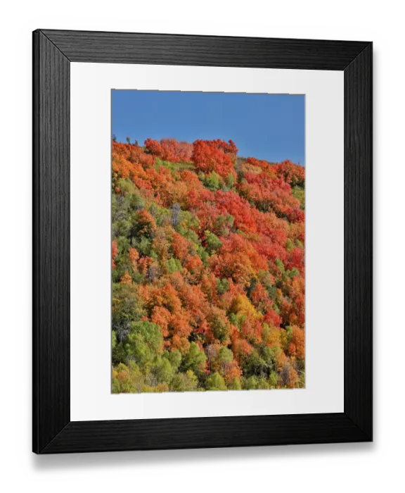 Framed Print : USA, Utah. Wasatch Mountains maple in fall color along Highway 39 Framed Print : USA, Utah. Wasatch Mountains maple in fall color along Highway 39