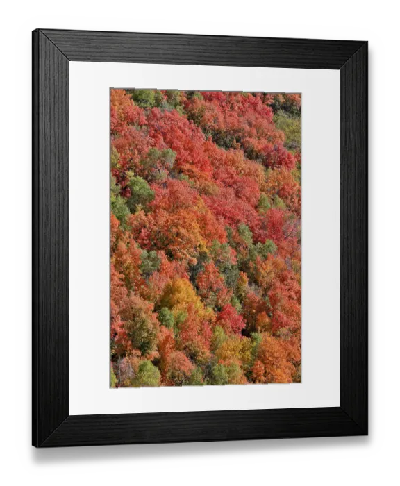 Framed Print : USA, Utah. Wasatch Mountains maple in fall color along Highway 39