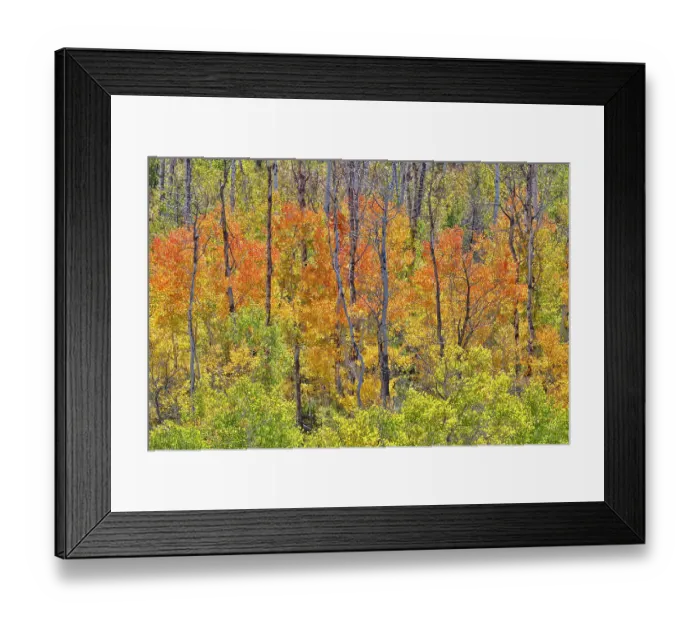 Framed Print : USA, Utah. Wasatch Mountains Aspen in fall color along Highway 39