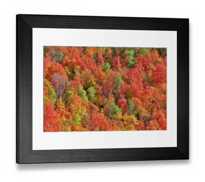 Framed Print : USA, Utah. Canyon maple and Aspen trees along Highway 89 east of Ogden Utah in full blazing fall color Framed Print : USA, Utah. Canyon maple and Aspen trees along Highway 89 east of Ogden Utah in full blazing fall color