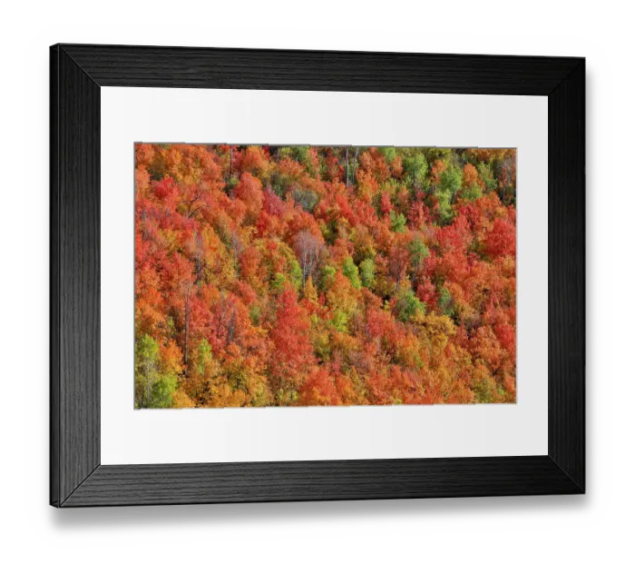 Framed Print : USA, Utah. Wasatch Mountains maple in fall color along Highway 39