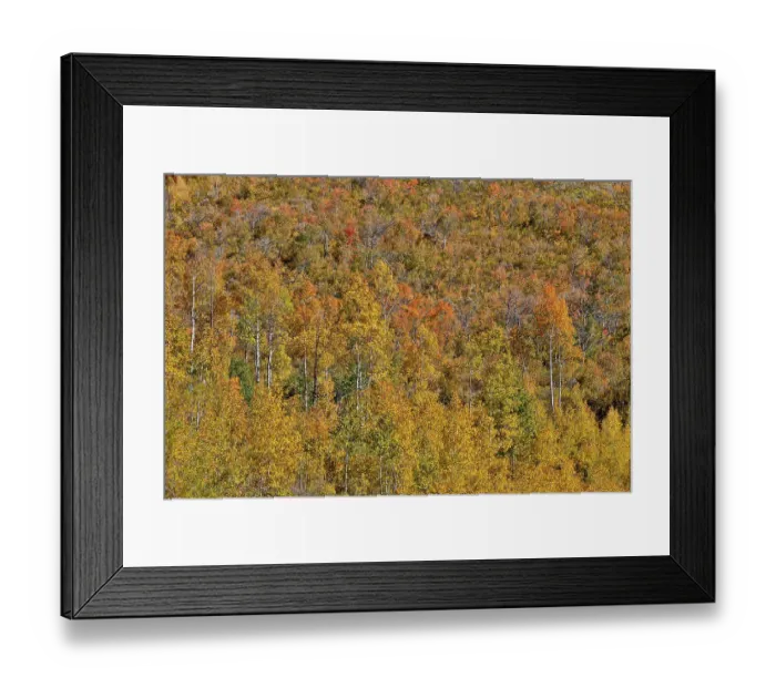 Framed Print : USA, Utah. Wasatch, maple and Aspen trees along Highway 89 east of Ogden Utah in full blazing fall color Framed Print : USA, Utah. Wasatch, maple and Aspen trees along Highway 89 east of Ogden Utah in full blazing fall color