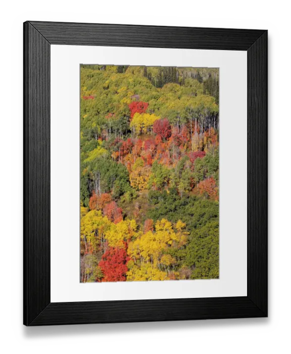 Framed Print : USA, Utah, Park City. Aspen and maple in fall color on Wasatch Mountains hillsides Framed Print : USA, Utah, Park City. Aspen and maple in fall color on Wasatch Mountains hillsides