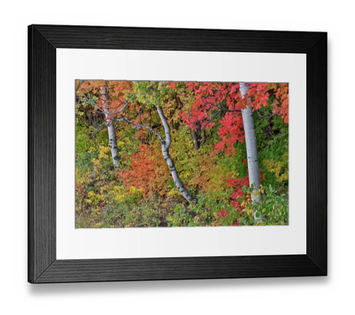 Framed Print : USA, Utah, Garden City. Aspen and maple on hillsides just east of town