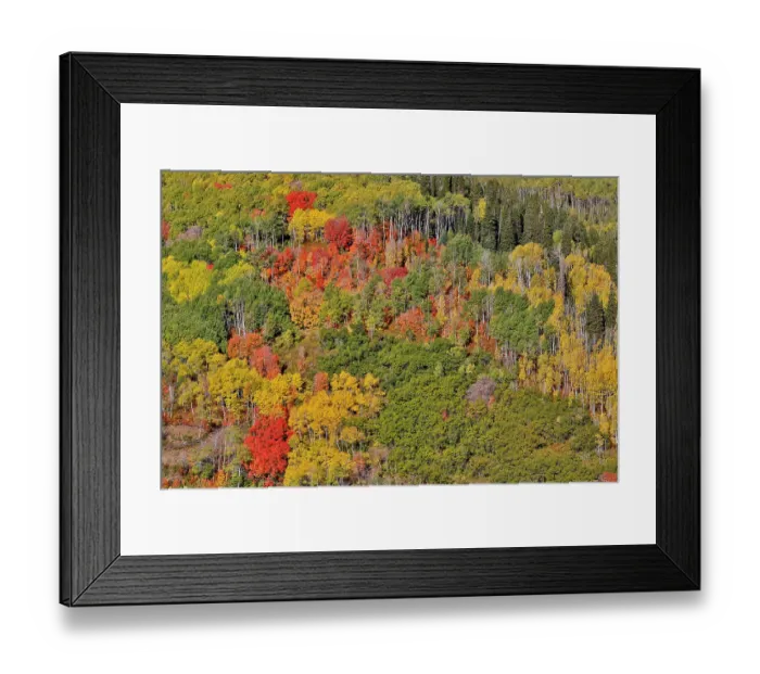 Framed Print : USA, Utah, Park City. Aspen and maple in fall color on Wasatch Mountains hillsides Framed Print : USA, Utah, Park City. Aspen and maple in fall color on Wasatch Mountains hillsides