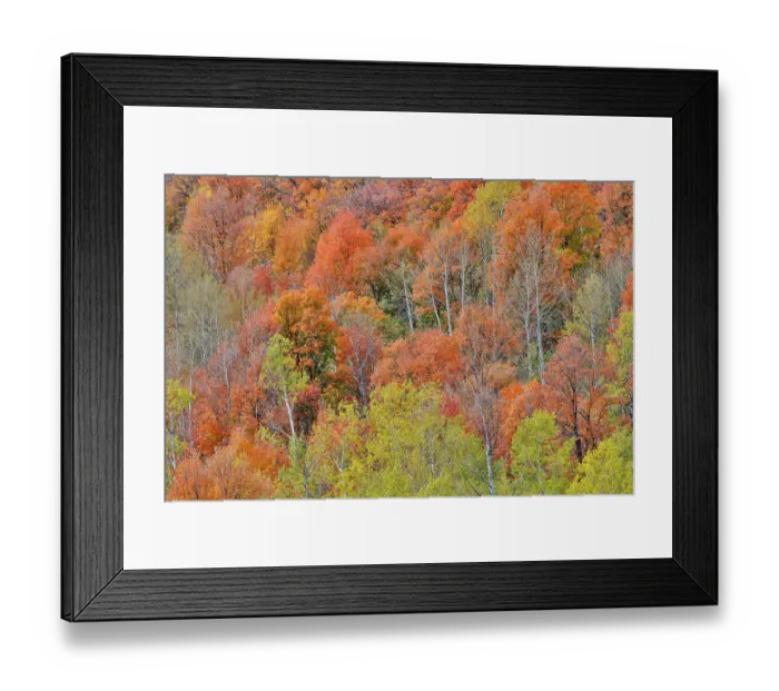 Framed Print : USA, Utah. Wasatch Mountains, Logan Canyon, Highway 89 with fall colors Aspens and maple Framed Print : USA, Utah. Wasatch Mountains, Logan Canyon, Highway 89 with fall colors Aspens and maple