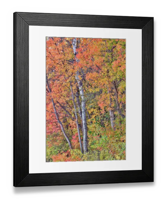 Framed Print : USA, Utah, Garden City. Aspen and maple on hillsides just east of town Framed Print : USA, Utah, Garden City. Aspen and maple on hillsides just east of town