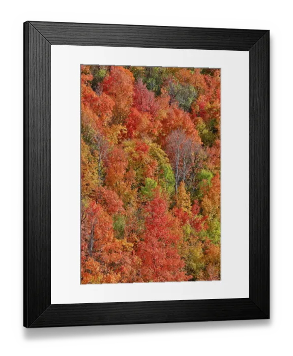 Framed Print : USA, Utah. Canyon maple and Aspen trees along Highway 89 east of Ogden Utah in full blazing fall color Framed Print : USA, Utah. Canyon maple and Aspen trees along Highway 89 east of Ogden Utah in full blazing fall color