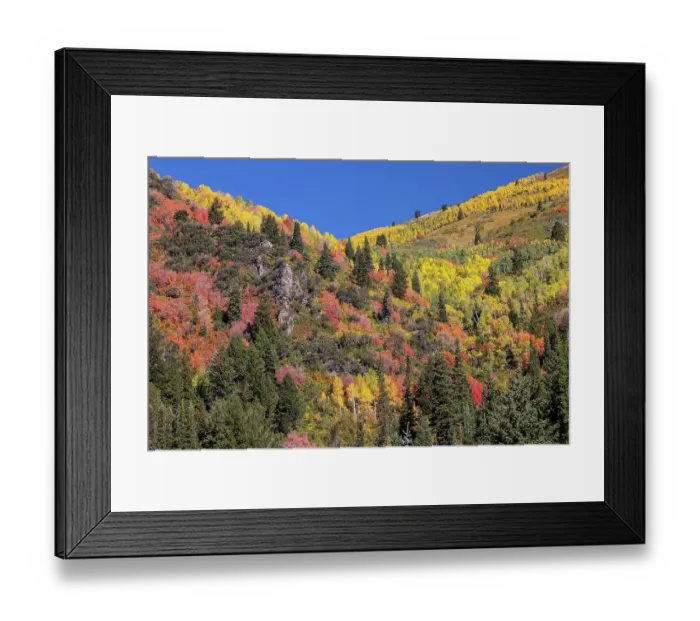 Framed Print : USA, Utah, Park City. Aspen and maple in fall color on Wasatch Mountains hillsides Framed Print : USA, Utah, Park City. Aspen and maple in fall color on Wasatch Mountains hillsides