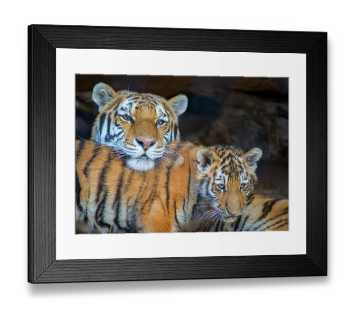 Framed Print : USA, Utah. Amur (Siberian) tiger mother interacting with male cub, Hogle Zoo, Salt Lake City Framed Print : USA, Utah. Amur (Siberian) tiger mother interacting with male cub, Hogle Zoo, Salt Lake City