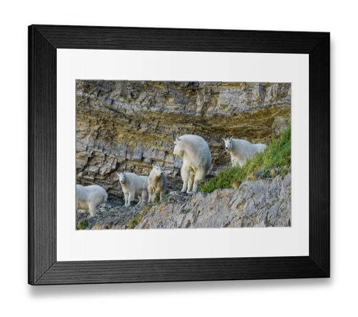 Framed Print : USA, Utah. Family of mountain goats on rocky ledge, Mount Timpanogos Wilderness, Uinta-Wasatch-Cache National Forest near Sundance and Provo Framed Print : USA, Utah. Family of mountain goats on rocky ledge, Mount Timpanogos Wilderness, Uinta-Wasatch-Cache National Forest near Sundance and Provo