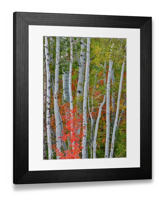 Framed Print : USA, Utah, Garden City. Aspen and maple on hillsides just east of town Framed Print : USA, Utah, Garden City. Aspen and maple on hillsides just east of town