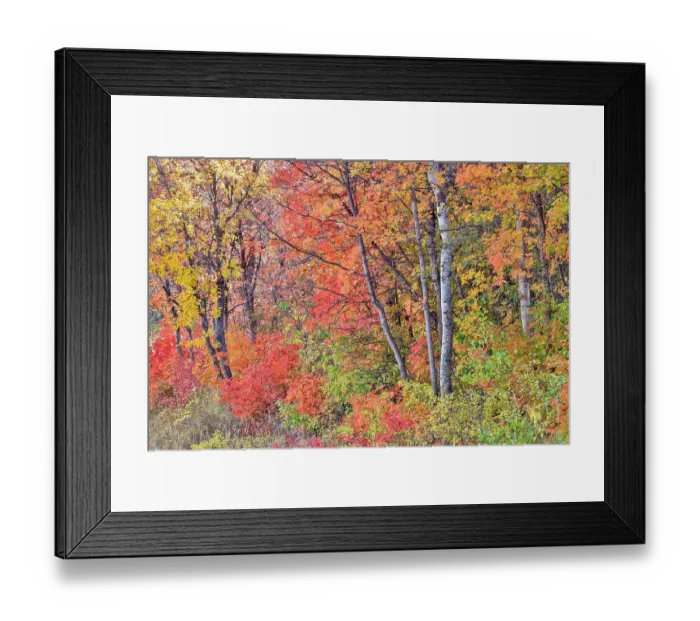 Framed Print : USA, Utah, Garden City. Aspen and maple on hillsides just east of town Framed Print : USA, Utah, Garden City. Aspen and maple on hillsides just east of town