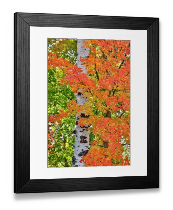 Framed Print : USA, Utah, Garden City. Aspen and maple on hillsides just east of town