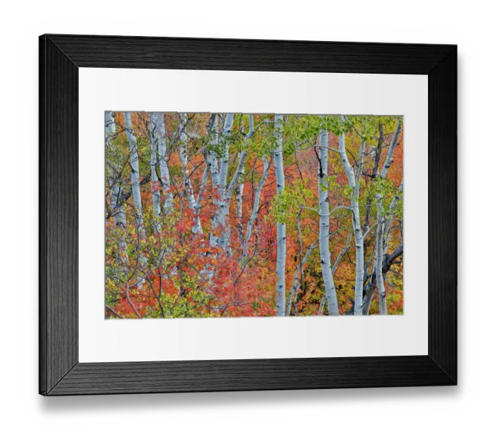 Framed Print : USA, Utah, Garden City. Aspen and maple on hillsides just east of town