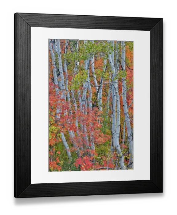 Framed Print : USA, Utah, Garden City. Aspen and maple on hillsides just east of town Framed Print : USA, Utah, Garden City. Aspen and maple on hillsides just east of town