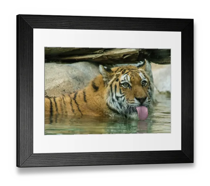 Framed Print : USA, Utah. Hogle Zoo, captive Siberian tiger drinking in pool