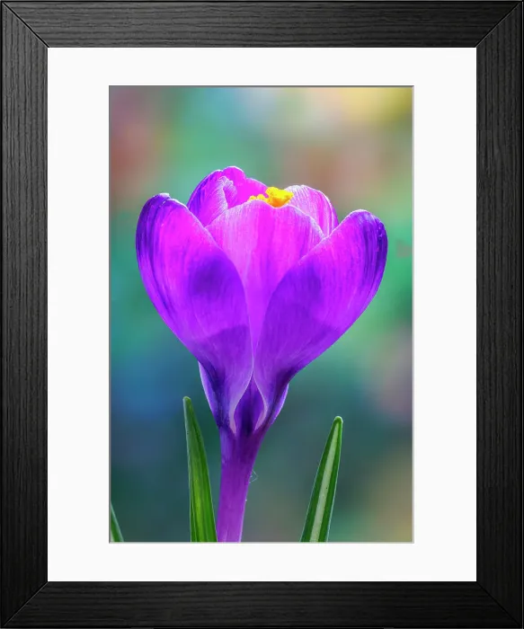 Framed Print : USA, Washington State, Seabeck. Purple crocus blossom close-up Framed Print : USA, Washington State, Seabeck. Purple crocus blossom close-up