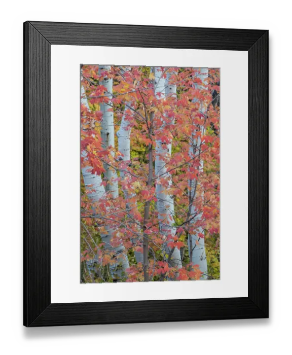 Framed Print : USA, Utah, Garden City. Aspen and maple on hillsides just east of town Framed Print : USA, Utah, Garden City. Aspen and maple on hillsides just east of town