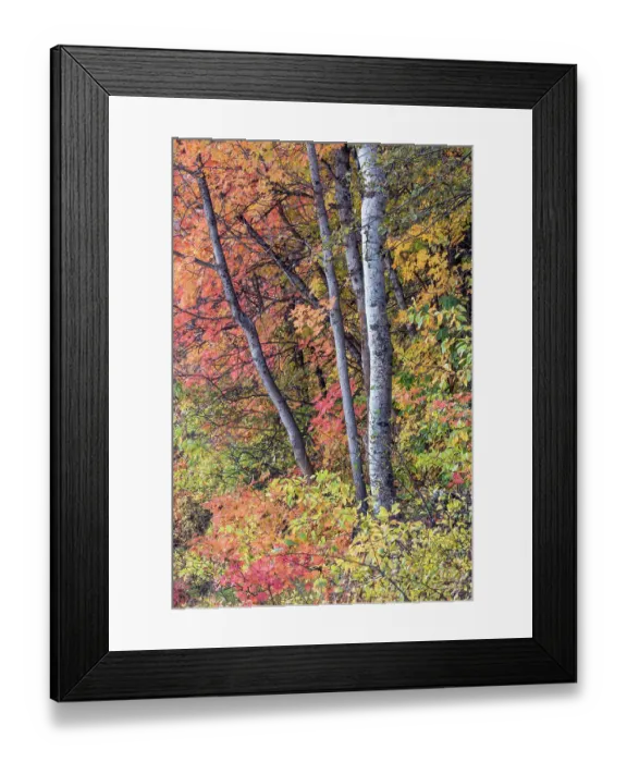 Framed Print : USA, Utah, Garden City. Aspen and maple on hillsides just east of town
