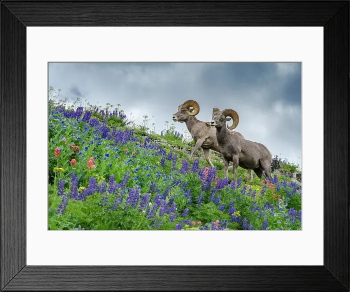 Framed Print : USA, Utah. Two bighorn rams grazing, Mount Timpanogos Framed Print : USA, Utah. Two bighorn rams grazing, Mount Timpanogos