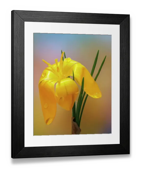 Framed Print : USA, Washington State, Seabeck. Golden crocus flower close-up Framed Print : USA, Washington State, Seabeck. Golden crocus flower close-up