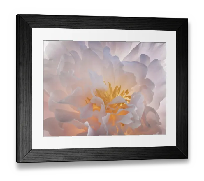 Framed Print : USA, Washington State, Seabeck. Peony flower close-up Framed Print : USA, Washington State, Seabeck. Peony flower close-up