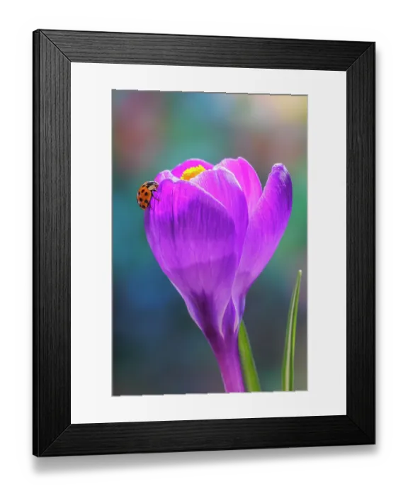Framed Print : USA, Washington State, Seabeck. Lady bug on crocus flower Framed Print : USA, Washington State, Seabeck. Lady bug on crocus flower